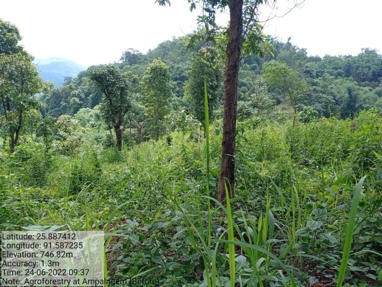 G:\Medical Leave Gordon\VILLAGE REPORT PICTURES\JIRANG BLOCK\Nonglum\available\4.Afforestation\WhatsApp Image 2023-02-08 at 19.03.42.jpeg